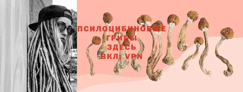 Галлюциногенные грибы Magic Shrooms  Новоалтайск 